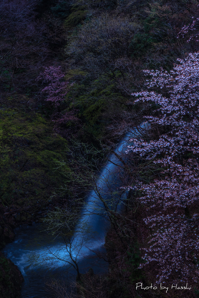 滝と山桜