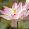 開花