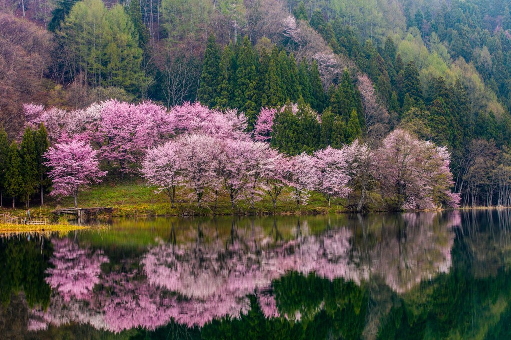 中綱湖満開桜