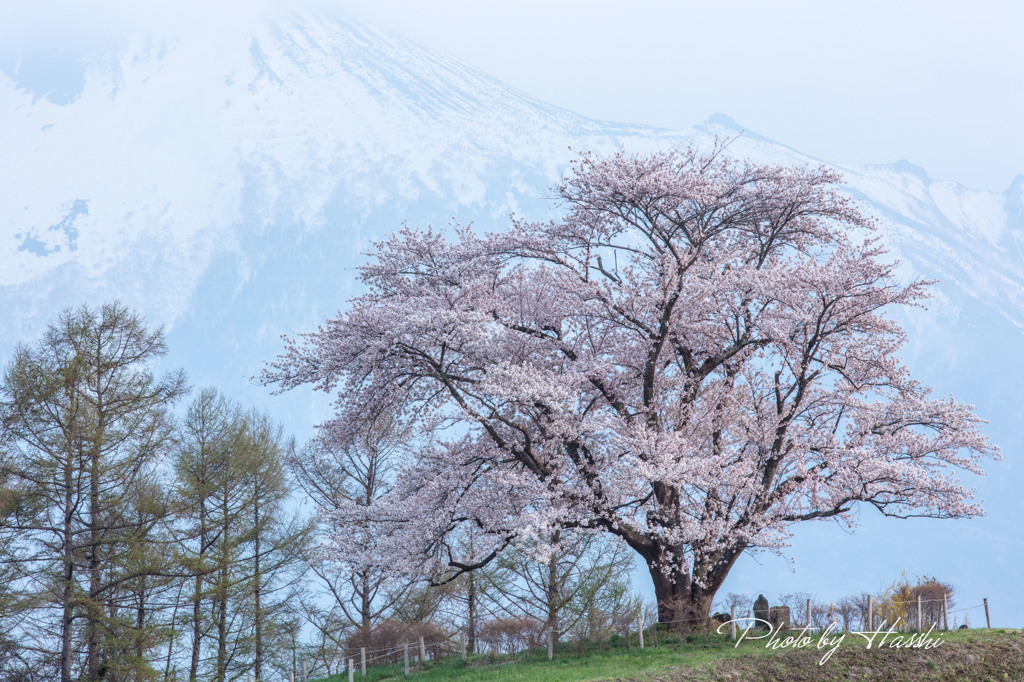 為内の一本桜2