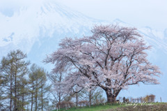 為内の一本桜2