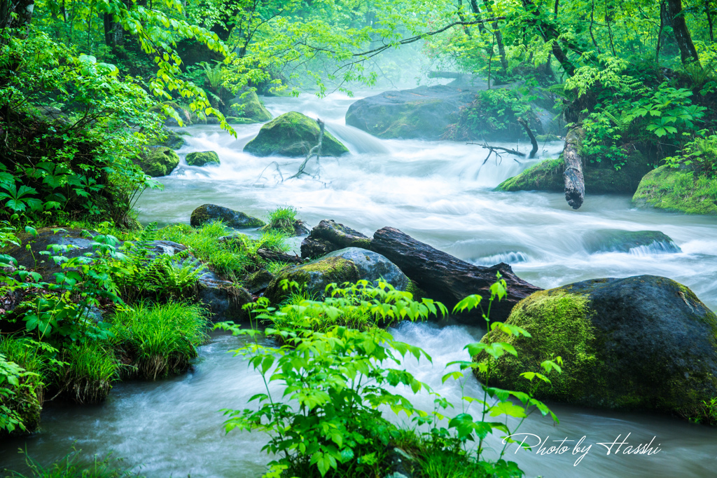 奥入瀬渓流（朝靄）