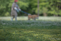 犬に引かれて