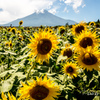 夏といえば向日葵。