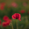 紅い華ならケシの花