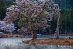 桜が咲く頃