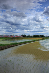 田園