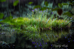 さわら池の水辺