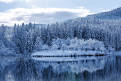 雪桜