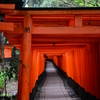 朝の千本鳥居