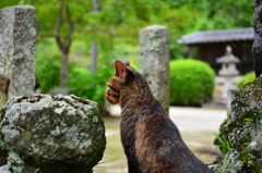 神社を自由に散策