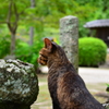 神社を自由に散策