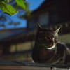 江の島にゃんこ（２匹目）