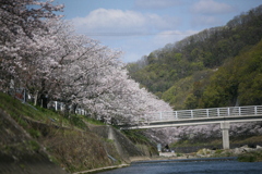 桜吹雪。