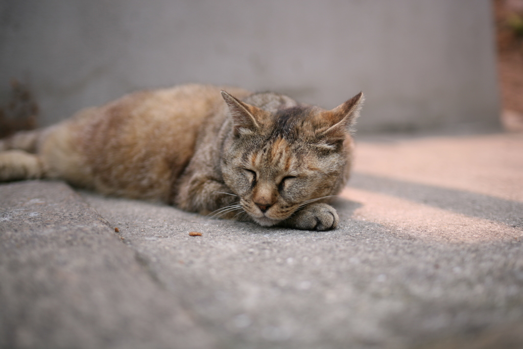 尾道猫。