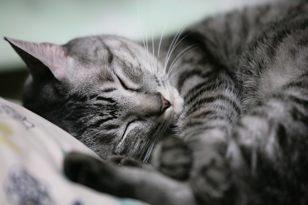 ねこ。。