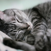 ねこ。。