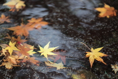 水の中の紅葉。