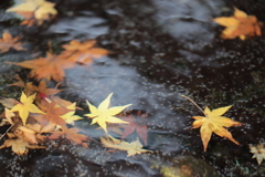 水の中の紅葉。