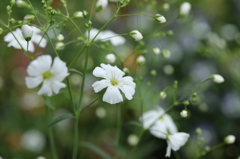 かすみ草。