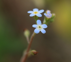 キウリグサ