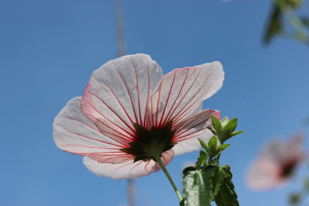 名も知らぬ花。2