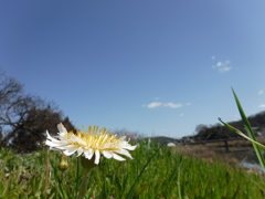 シロバナタンポポ。