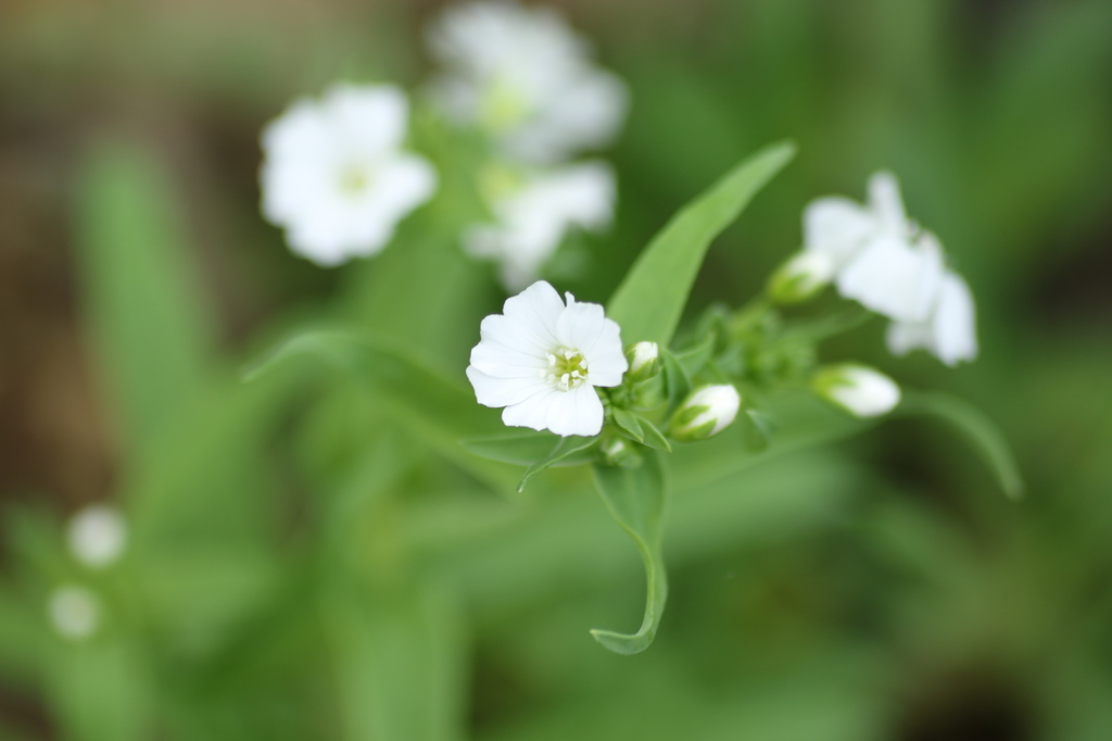 かすみ草。