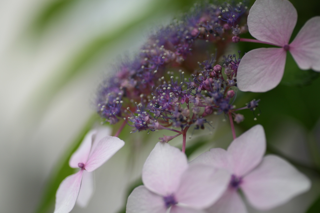 この季節はわりと好きなんだな(^^)