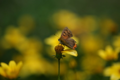 ひとひらの蜜。