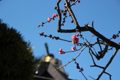 鳩森八幡神社。