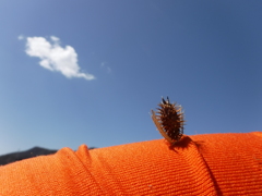 ひっつきもっつき。