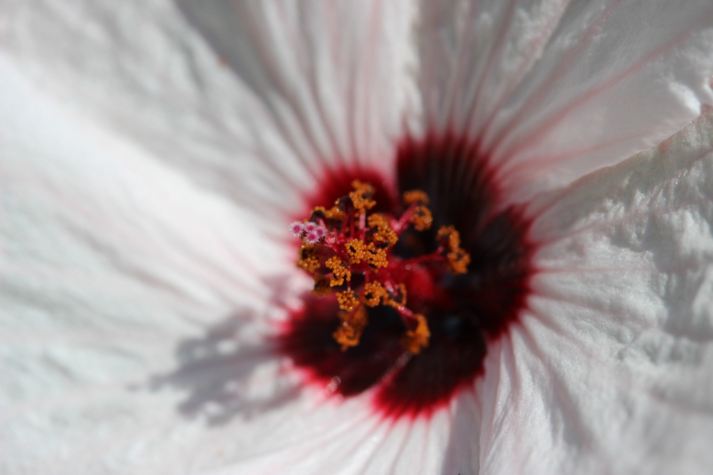 名も知らぬ花。1