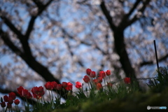 春らんまん。