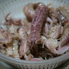 茹シャコ。