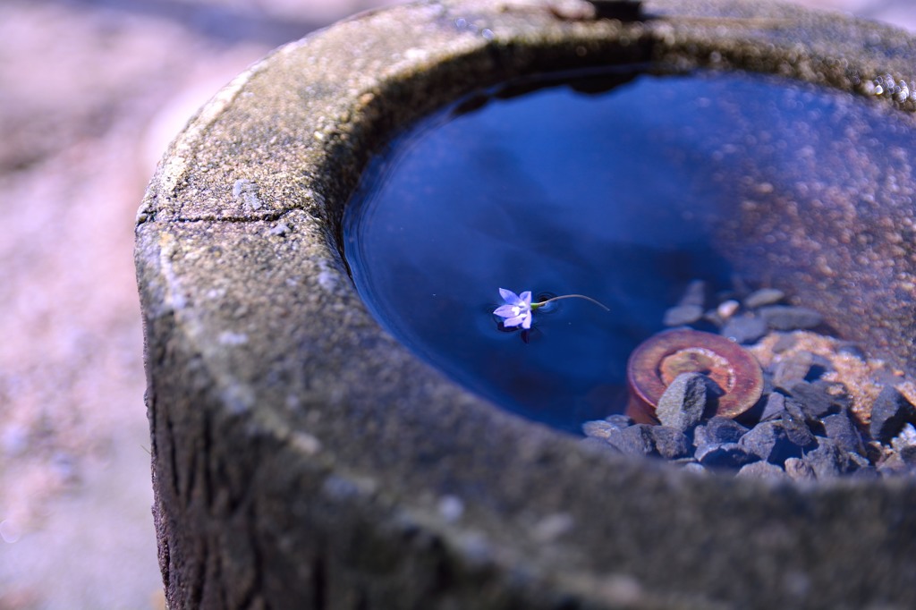 水道の花