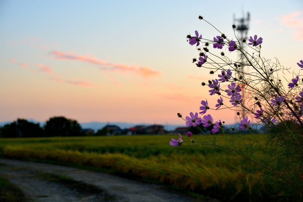 秋桜