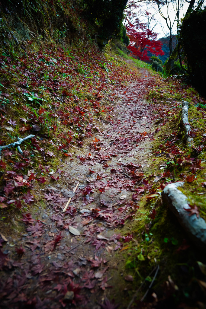 MOMIJI　road
