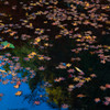 The surface of the water