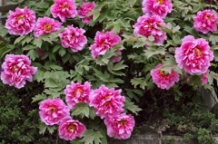 路傍の花たちarchives2012：花神繚乱