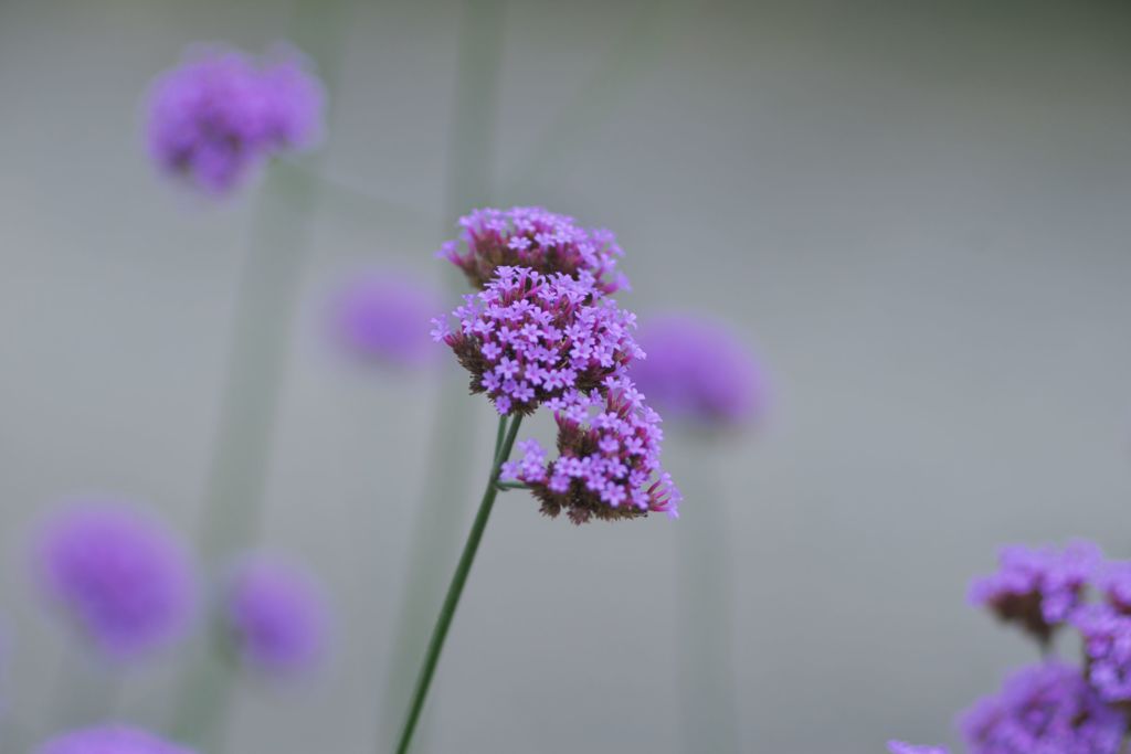 路傍の花たち2016：柳花笠