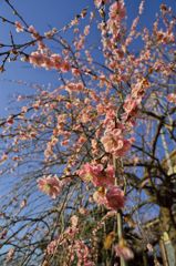 路傍の花たち2016：枝垂れ梅五分咲きa