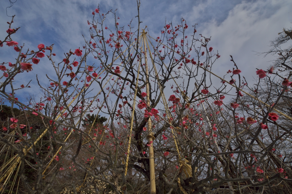 路傍の花たち2016：冬の青と紅