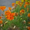 路傍の花たち2016：マリーゴールド