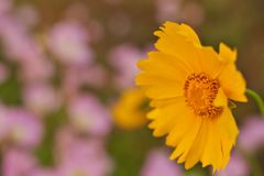 路傍の花たち2017：初夏の黄色と桃色