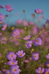 路傍の花たち2015：秋桜_風に揺れてb