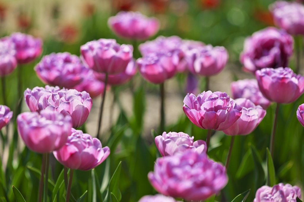 TulipFair2015：薄紫の八重