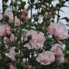 S180mmf2.8試写その４（八重の槿）