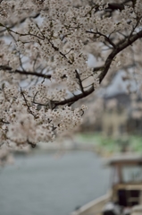 桜めぐり2015：内川＿水辺の桜b