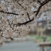 桜めぐり2015：内川＿水辺の桜b